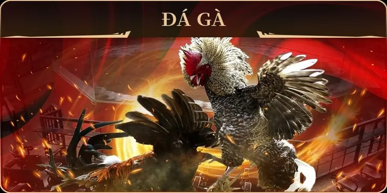 Cách Chơi Đá Gà GA28 Tại BuBet Kịch Tính Dễ Thắng 2025