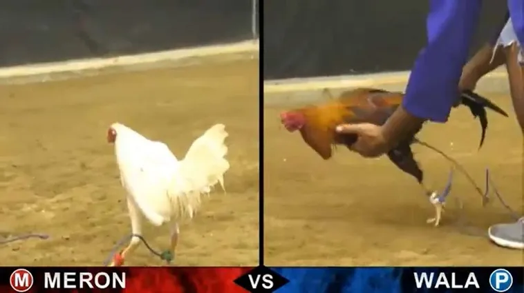 Đá Gà BuBet Trải Nghiệm Cá Cược Đỉnh Cao Hấp Dẫn 2025